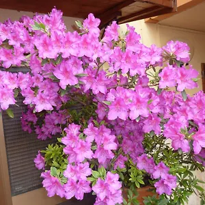 Primettahouse Affittacamere San Gimignano